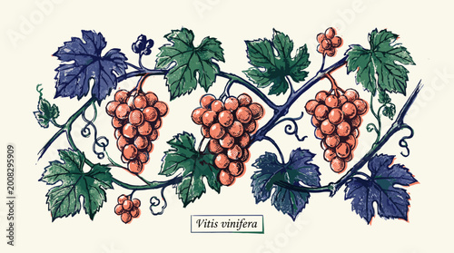 Vitis Vinifera — Grapevine Branch with Three Pink Grape Clusters, Leaves and Tendrils — Vintage Botanical Engraving Vector Illustration