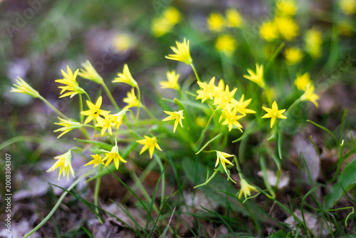 Photography Field of Small Yellow Flowers and Green Leaves