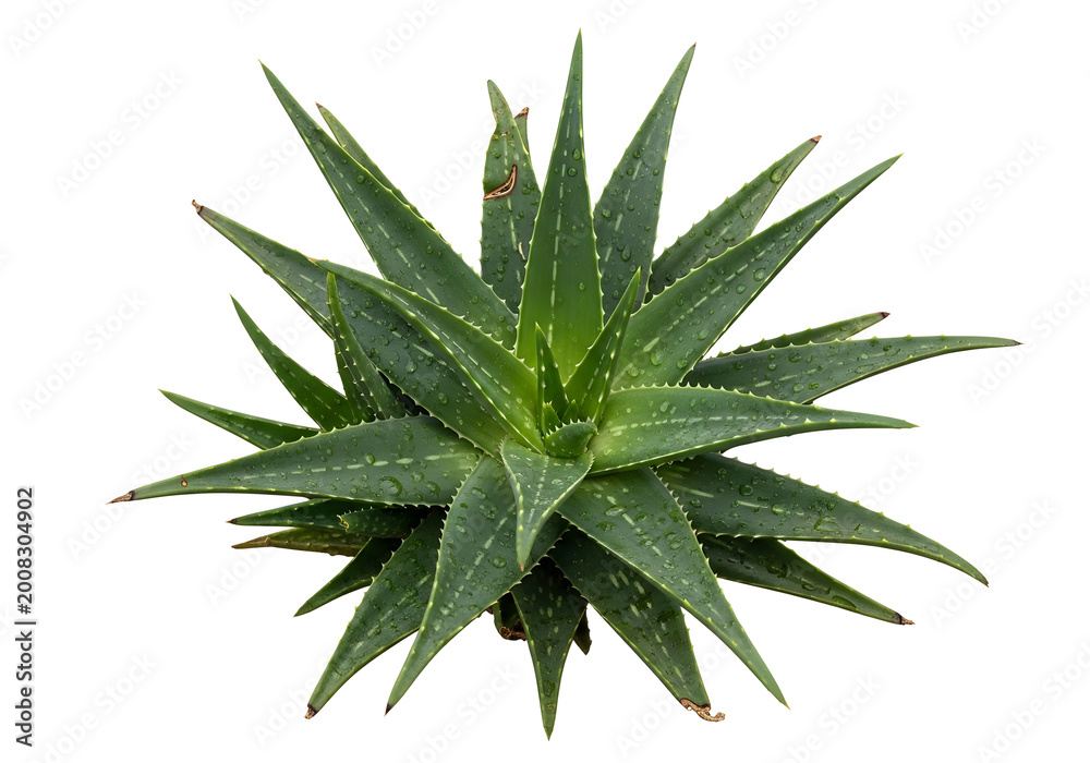 Fototapeta premium top view of fresh green aloe vera plant with dew drops on white background