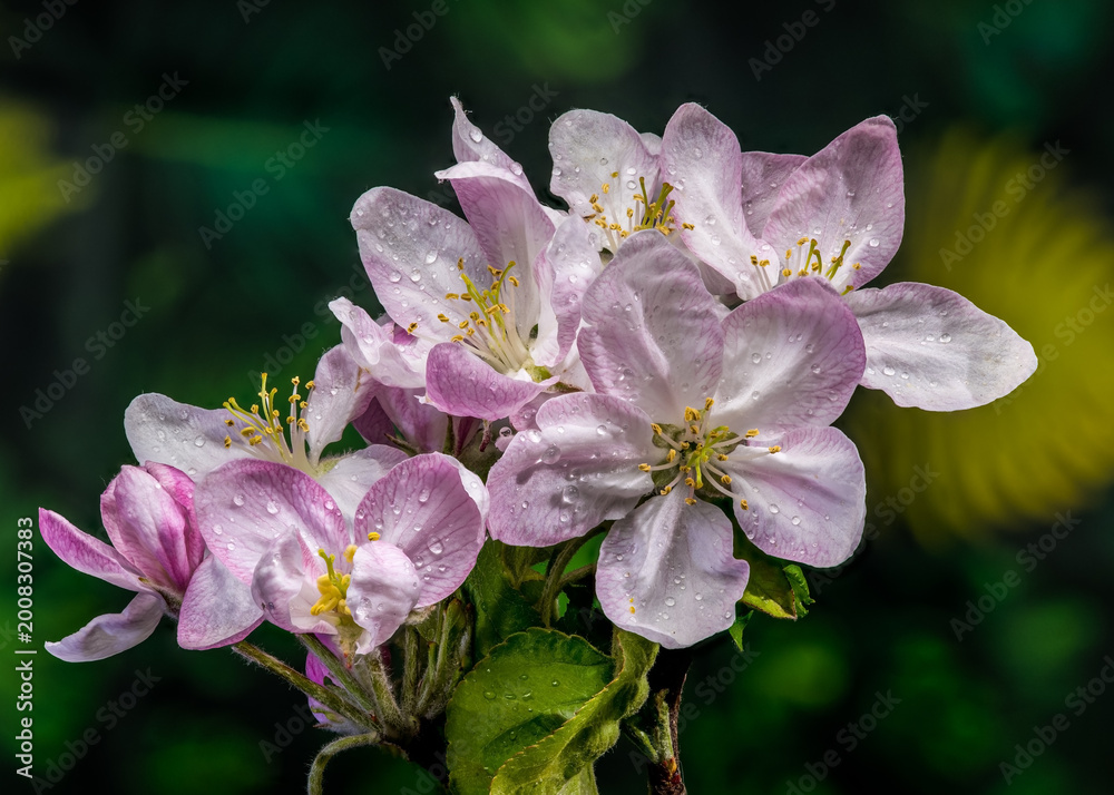 Naklejka premium Pink and white almond tree blossoms on a branch in spring