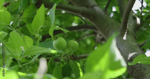 Unripe Green Apples on Tree in Spring 
