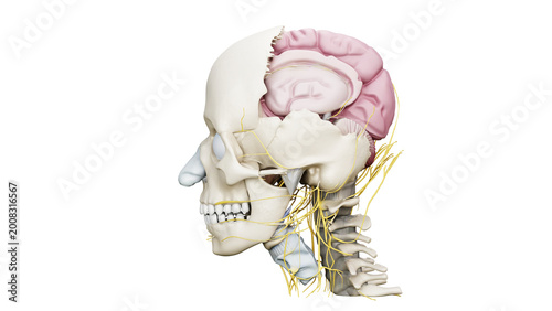 Tableau sur toile 3D Render of Human Skull Anatomy with Brain and Pineal Gland Side View, Isolated