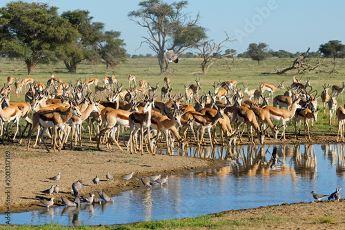 A large herd of springbok antelopes (Antidorcas marsupialis) at a waterhole, Kalahari desert, South Africa