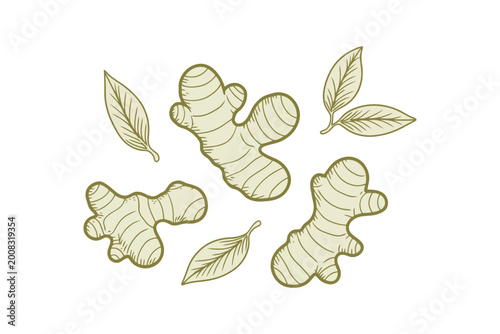 Hand drawn green ginger root and leaves on white background roots