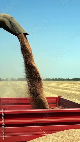 Slow Motion of Combine Harvester Unloading Wheat Grain On The Go into Tractor Trailer. Shot from the first full trailer, the combine’s auger pours golden wheat into a second, empty red trailer.