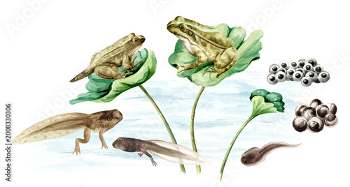 Tableau sur toile Frog life cycle in the habitat, educational poster template