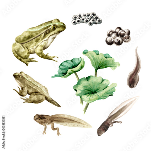 Foto Frog life cycle, educational poster template