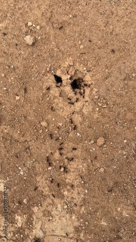 Ant colony builds tunnels and moves on dry soil ground