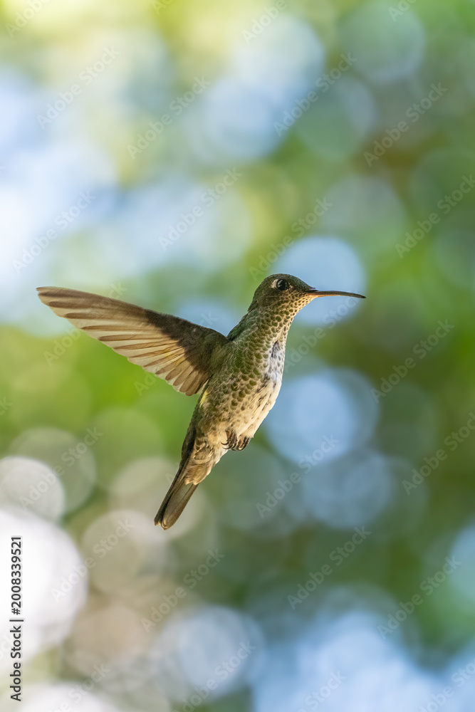 Fototapeta premium The image shows a hummingbird emerald sapphire (Chionomesa lactea).