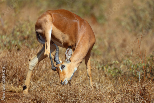 Obraz na płótnie Schwarzfersenantilope / Impala / Aepyceros melampus