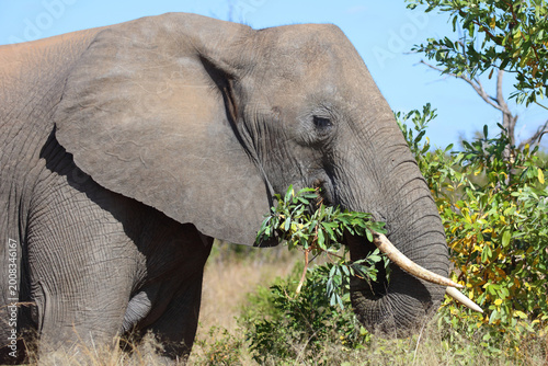 Canvas Print Afrikanischer Elefant / African elephant / Loxodonta africana