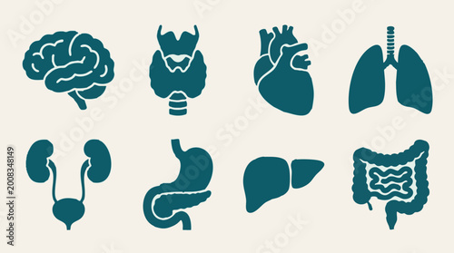 Set of Human Internal Organs Icons for Medical and Health Concepts