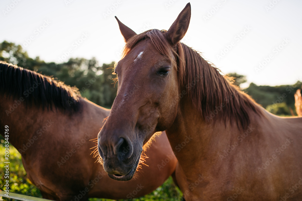Obraz premium Brown horse standing in meadow during warm sunlight at countryside farm.