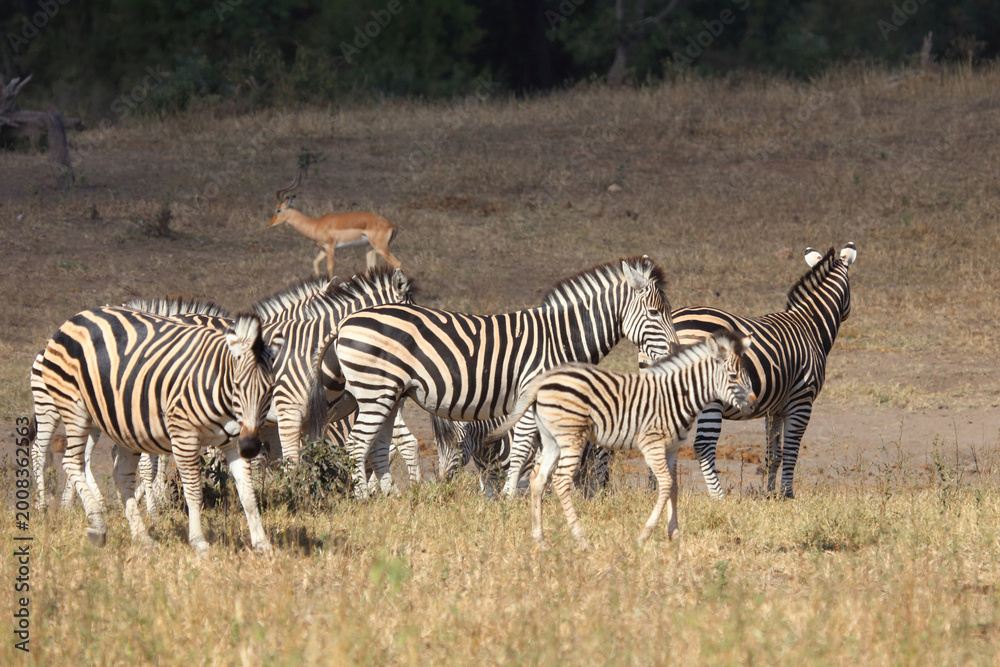 Obraz premium Steppenzebra / Burchell's zebra / Equus quagga burchellii