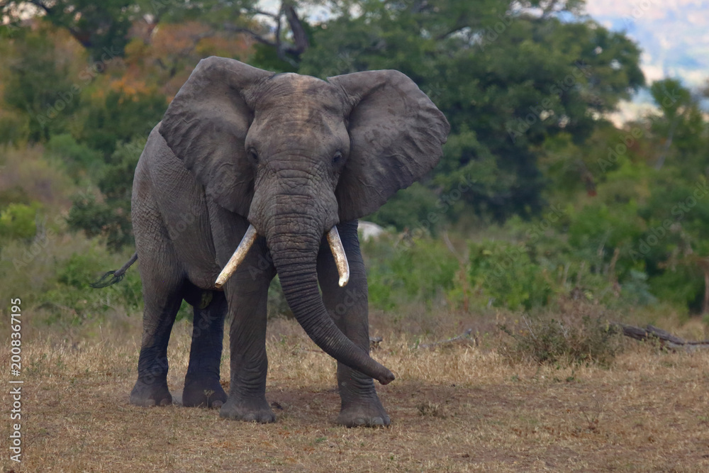 Fototapeta premium Afrikanischer Elefant / African elephant / Loxodonta africana