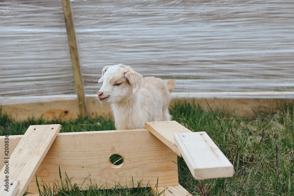 Fototapeta premium Goat kid outdoors under sunlight, an animal in the countryside setting. The scene features a wooden ramp and lush grass, conveying a playful, relaxed mood in a sunny rural moment