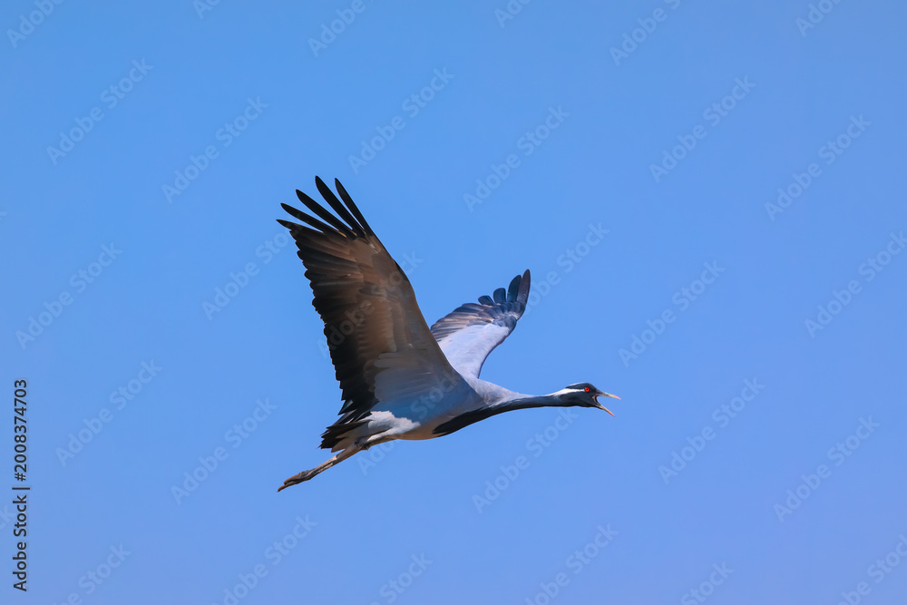 Fototapeta premium Demoiselle crane flying in clear blue sky