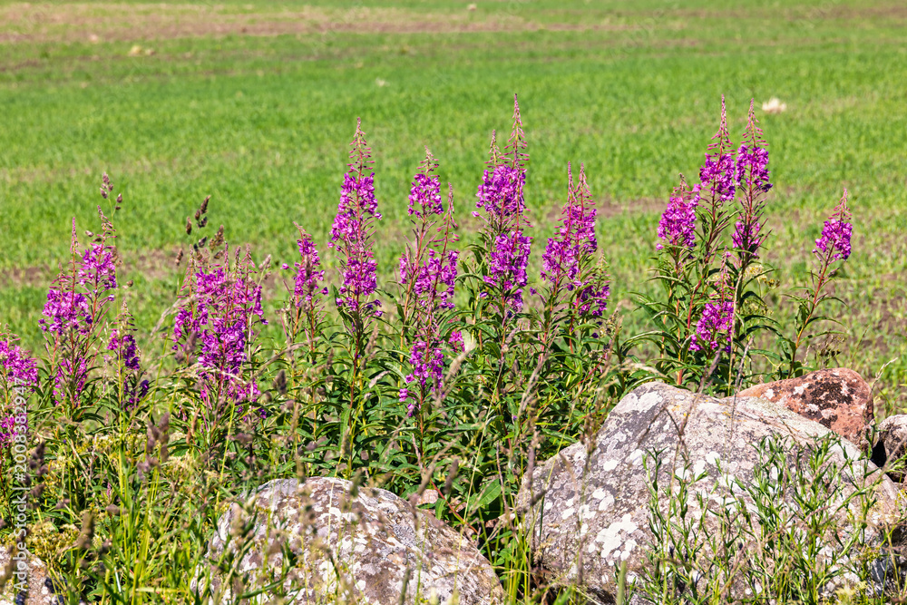 Obraz premium Fireweed flowers in bloom at a stone wall a beautiful summer day
