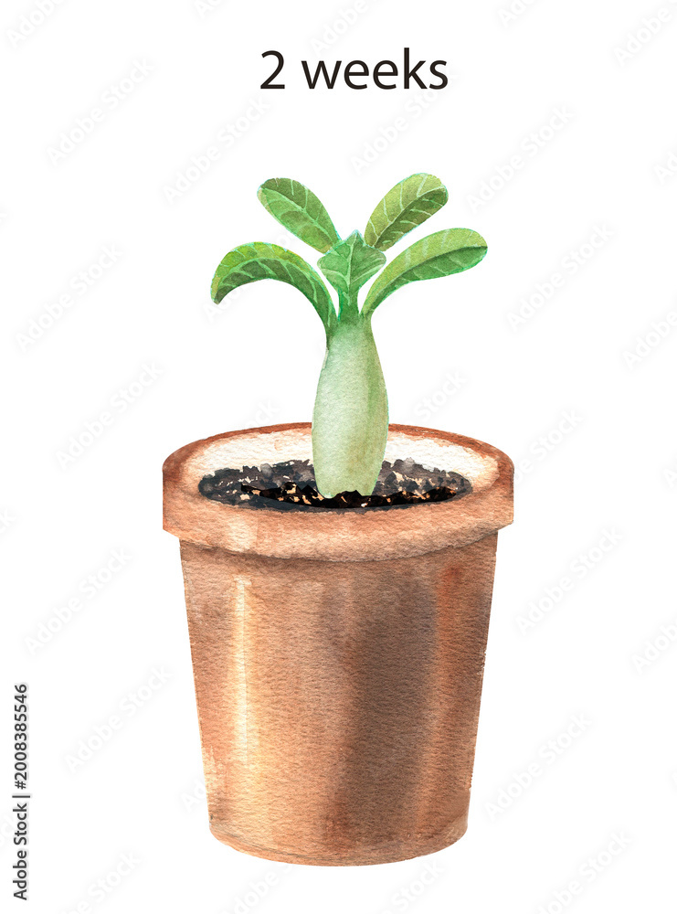 Obraz premium A sprout of adenium obsum in a pot (desert roses) aged 2 week. Watercolor illustration on a white background