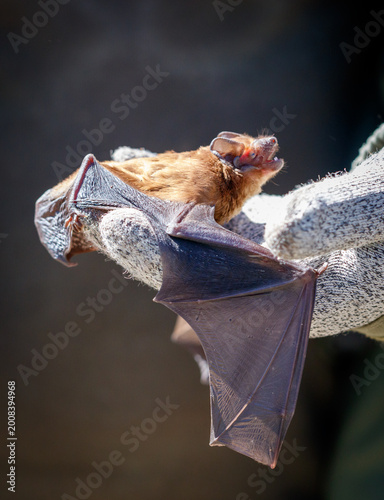 Close-up of a small bat resting on a gloved hand