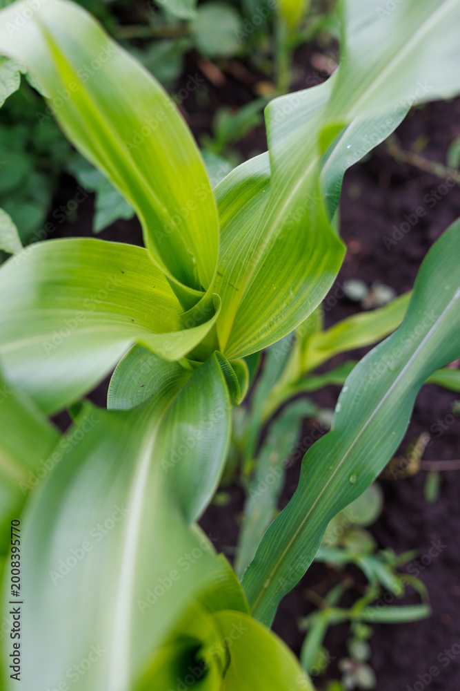 Fototapeta premium Emerging corn stalk with broad green leaves in fertile earth