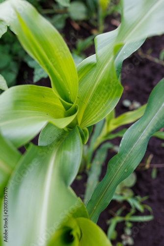 Emerging corn stalk with broad green leaves in fertile earth