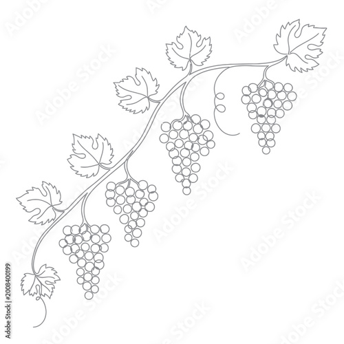 Schilderij op canvas Grapevine Branch with Bunches of Grapes and Leaves, Outline Drawing