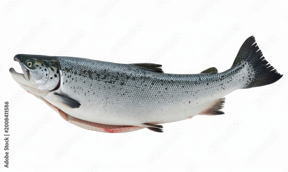 Obraz premium Fresh whole atlantic salmon fish with silver scales isolated on a plain white background
