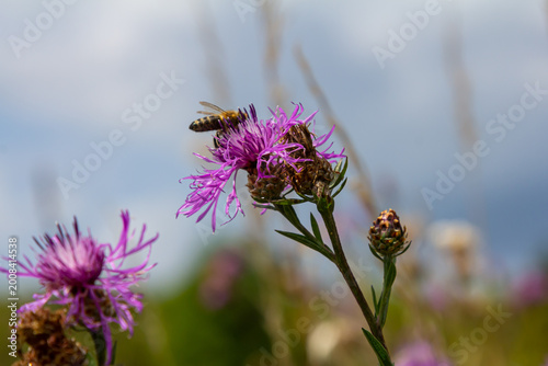Bees pollinating purple wildflowers in a vibrant meadow on a sunny day with a blue sky