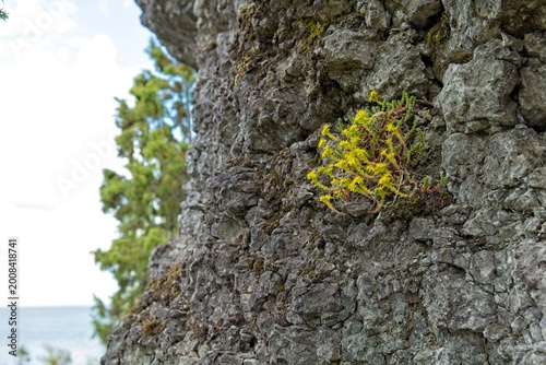 Sedum acre, commonly known as Goldmoss Stonecrop or Biting Stonecrop growing on a rock face, Muhu, Estonia, Europe.