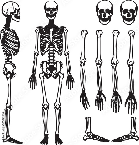 Photos Set of black silhouettes of skeletal human bones isolated on white background