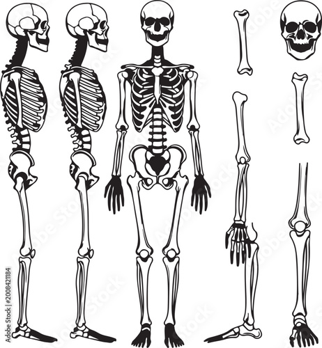 Photos Set of black silhouettes of skeletal human bones isolated on white background