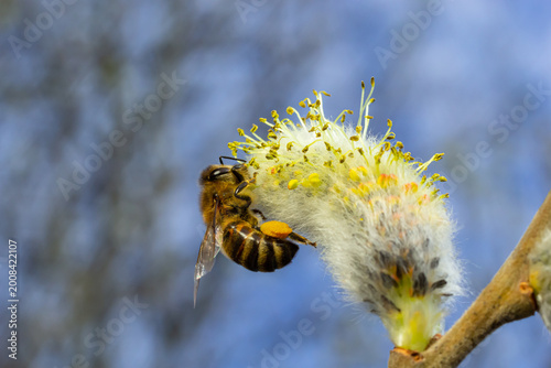 Foto A bee on a branch of a blooming willow