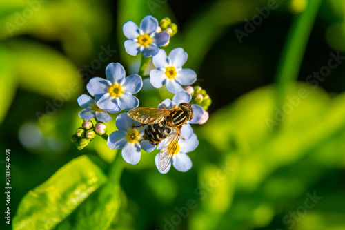 Tableau sur toile Bees gathering pollen from small blue flowers during a sunny afternoon in a lush