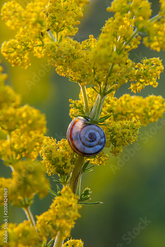 Schilderij op canvas Heath snail Helicella itala banded form, a species of medium-sized, air-breathin