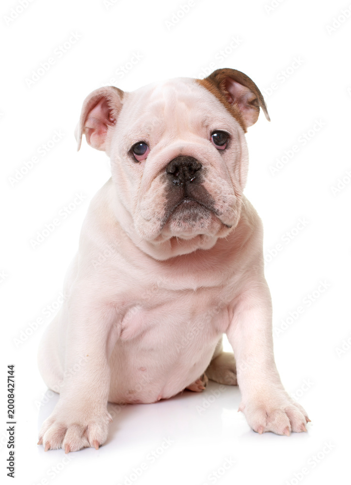 Obraz premium puppy english bulldog