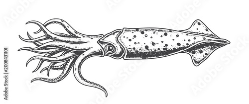 Tableau sur toile Black and white illustration of a squid with tentacles on white background
