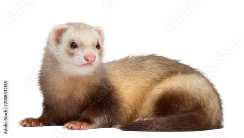 Foto Lying Brown Furry Ferret with Pink Nose and Paws