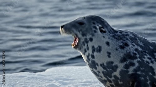 A spotted marine mammal rests peacefully on a floating piece of ice in the vast, cold ocean waters, basking in the sunlight
