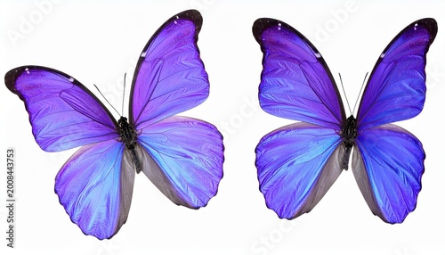 Two stunning purple butterflies with intricate wing patterns, isolated on a white background, highlighting their vibrant color and delicate beauty.