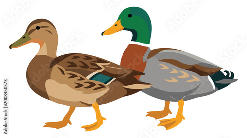 Fotografía Mallard ducks couple standing together isolated flat vector artwork