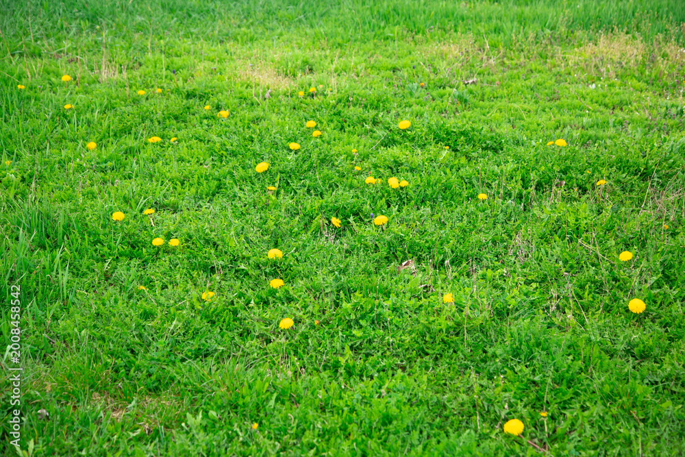 Fototapeta premium Green grass background or texture.