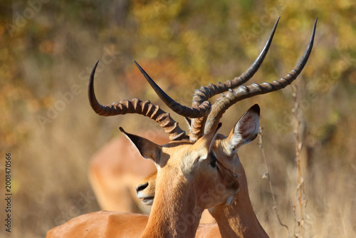 Photos Schwarzfersenantilope / Impala / Aepyceros melampus