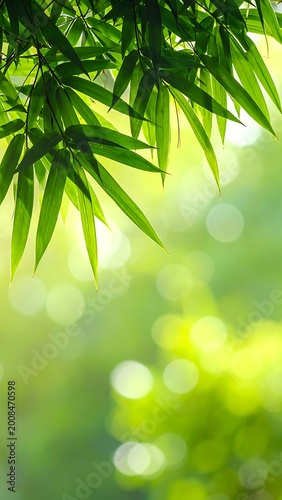 Green bamboo leaves in sunlight blur.