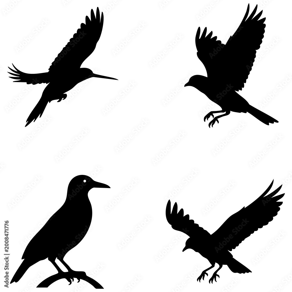 Fototapeta premium Black silhouette collection of four large birds in flight and perched positions isolated on white background vector illustration