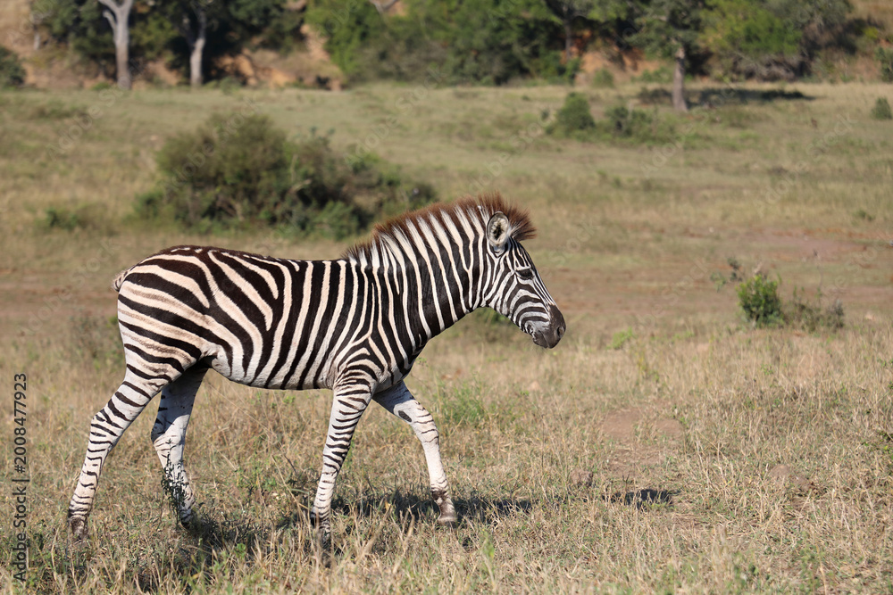 Obraz premium Steppenzebra / Burchell's zebra / Equus quagga burchellii