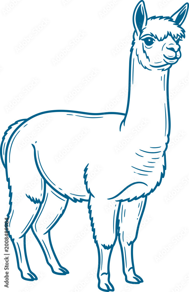 Naklejka premium Fluffy alpaca standing in blue detailed line art vector can Editable