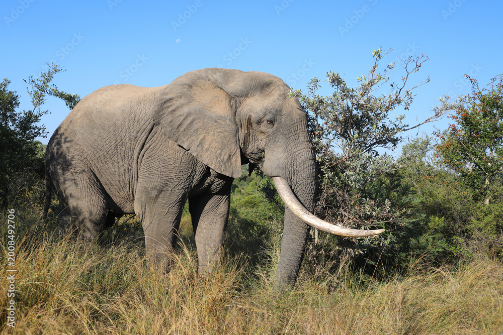 Fototapeta premium Afrikanischer Elefant / African elephant / Loxodonta africana