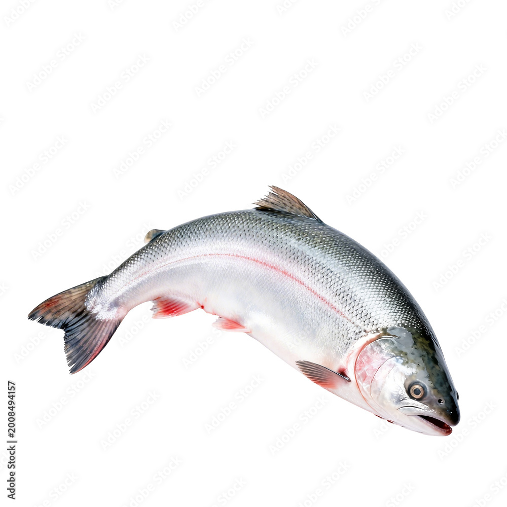 Obraz premium [Transparent Background PNG]Fresh Whole Raw Salmon Fish on White Background