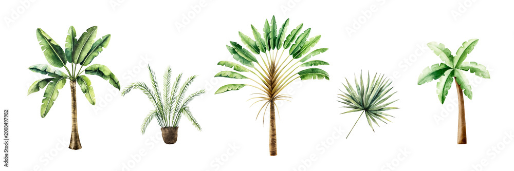 Fototapeta premium Set of palms. Ravenala madagascariensis, banana, sago tropical palm. Watercolor hand drawn Travelers tree, the symbol of Madagascar. Isolated illustration on transparent background. Perfect for